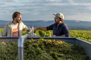 Vendanges domaine Servin Chablis