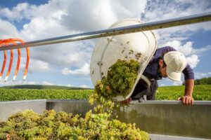 Vendanges manuelles domaine Servin Chablis