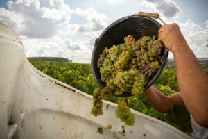 Vendanges manuelles domaine Servin Chablis